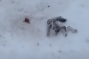 Появилось видео расправы волка над собакой: в Башкирии погибли четыре домашних пса