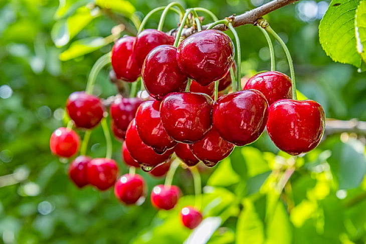 Uzbekistan exports 4.7 tons thsd tons of sweet cherry to Kyrgyzstan