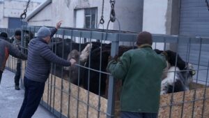 Кыргызстан отправил 100 яков в Азербайджан